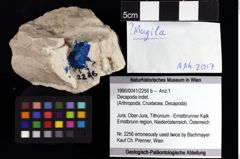 Foto (Objket + Etiketten) von Decapoda indet. 